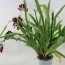 Орхидея Miltonia Flora фото
