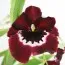 Орхидея Miltonia Flora фото