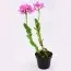 Орхидея Mini Epidendrum Rosy фото