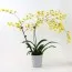Орхидея Oncidium Misaki Yellow фото