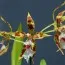 Орхидея Одонтоглоcсум (Odontoglossum) фото