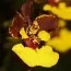 Орхидея Oncidium Rainer фото