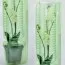 Орхидея Odontoglossum Stirbic фото