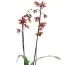Орхидея Odontoglossum Stirbic фото