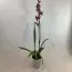 Орхидея Odontoglossum Violetta фото