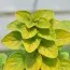 Орегано Thumble's Variety фото