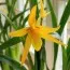 Орхидея Brassia Anita фото