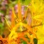 Орхидея Brassia Orange Delight фото