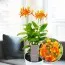 Орхидея Epidendrum Orange фото