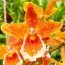 Орхидея Odontoglossum Inferno фото