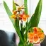 Орхидея Odontoglossum Inferno фото