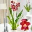Орхидея Odontoglossum Purple Rain фото