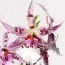 Орхидея Beallara Peggy Ruth фото