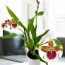 Орхидея Odontoglossum Peter Klomp фото