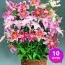 Лилии Super Mix Oriental (Эконом-упаковка 10 шт)  фото