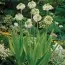 Орнитогалум Arabicum фото