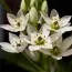 Орнитогалум Arabicum фото