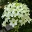 Орнитогалум Arabicum фото