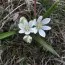 Орнитогалум Oligophyllum фото