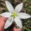 Орнитогалум Oligophyllum фото