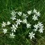 Орнитогалум Umbellatum фото
