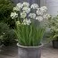 Орнитогалум Arabicum фото