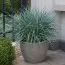 Осока Blue Zinger фото