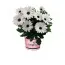 Остеоспермум Белый фото