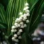 Ландыш Albostriata фото
