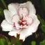 Оксалис (кислица) Double Pink Wonder фото