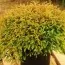 Туя Golden Tuffet фото