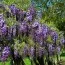 Вистерия (глициния) Violacea Plena фото