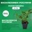 Гинкго двулопастный фото
