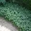Пахизандра Green Sheen фото