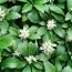 Пахизандра Green Sheen фото