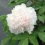 Пион Name of The Breeder Jing Yu древовидный  фото