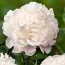 Пион Jubilee фото