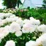 Пион My Love фото