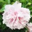 Пион Zhaos Pink Zhao Fen древовидный фото