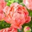 Пион Coral Sunset 3-5 почек фото