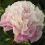 Пион Lady Alexandra Duff фото