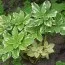 Пахизандра Variegata фото