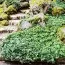 Пахизандра Green Carpet фото