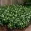 Пахизандра Green Carpet фото
