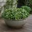 Пахизандра Green Carpet фото