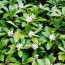 Пахизандра Green Carpet фото