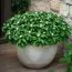 Пахизандра Green Sheen фото