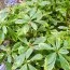 Пахизандра Variegata фото