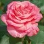 Роза Panthere Rose фото