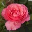 Роза Panthere Rose фото